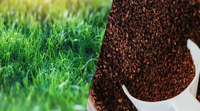 Will coffee grounds kill grass